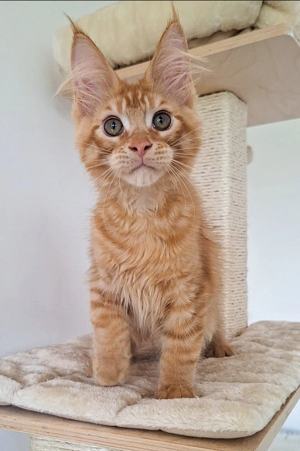 Adorable Orange Tabby Maine Coon Kitten with Large Ears and Wide Eyes, Oswald