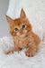 Adorable Maine Coon kitten Oswald with fluffy fur and bright blue eyes