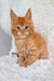 Adorable Maine Coon kitten with fluffy fur and bright blue eyes, named Oswald