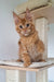 Orange Maine Coon kitten with pointed ears lounging on a cozy cat tree platform