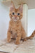 Orange tabby Maine Coon kitten with big ears and wide eyes sitting upright