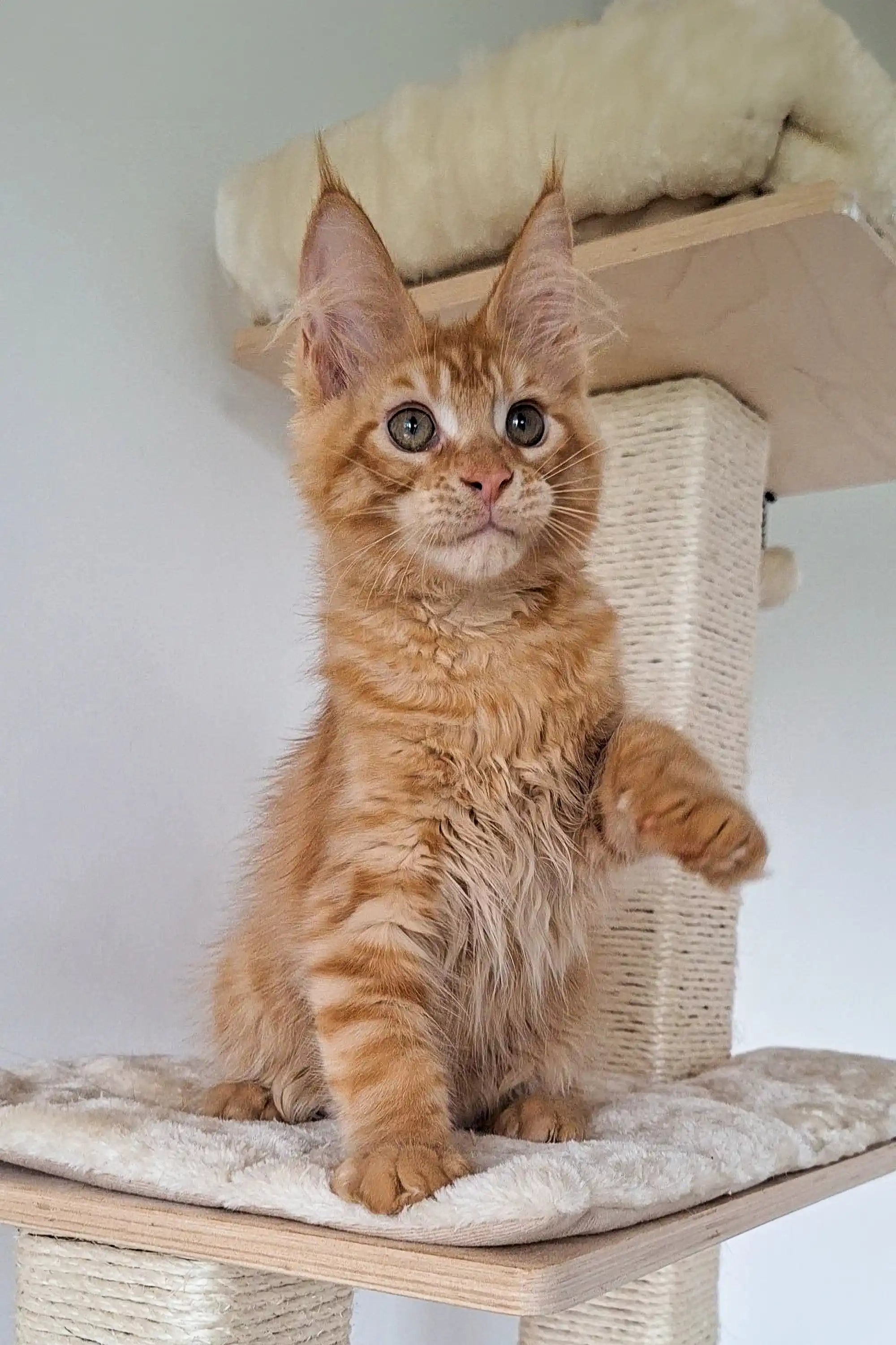 Maine Coon Kittens for Sale Oswald | Kitten