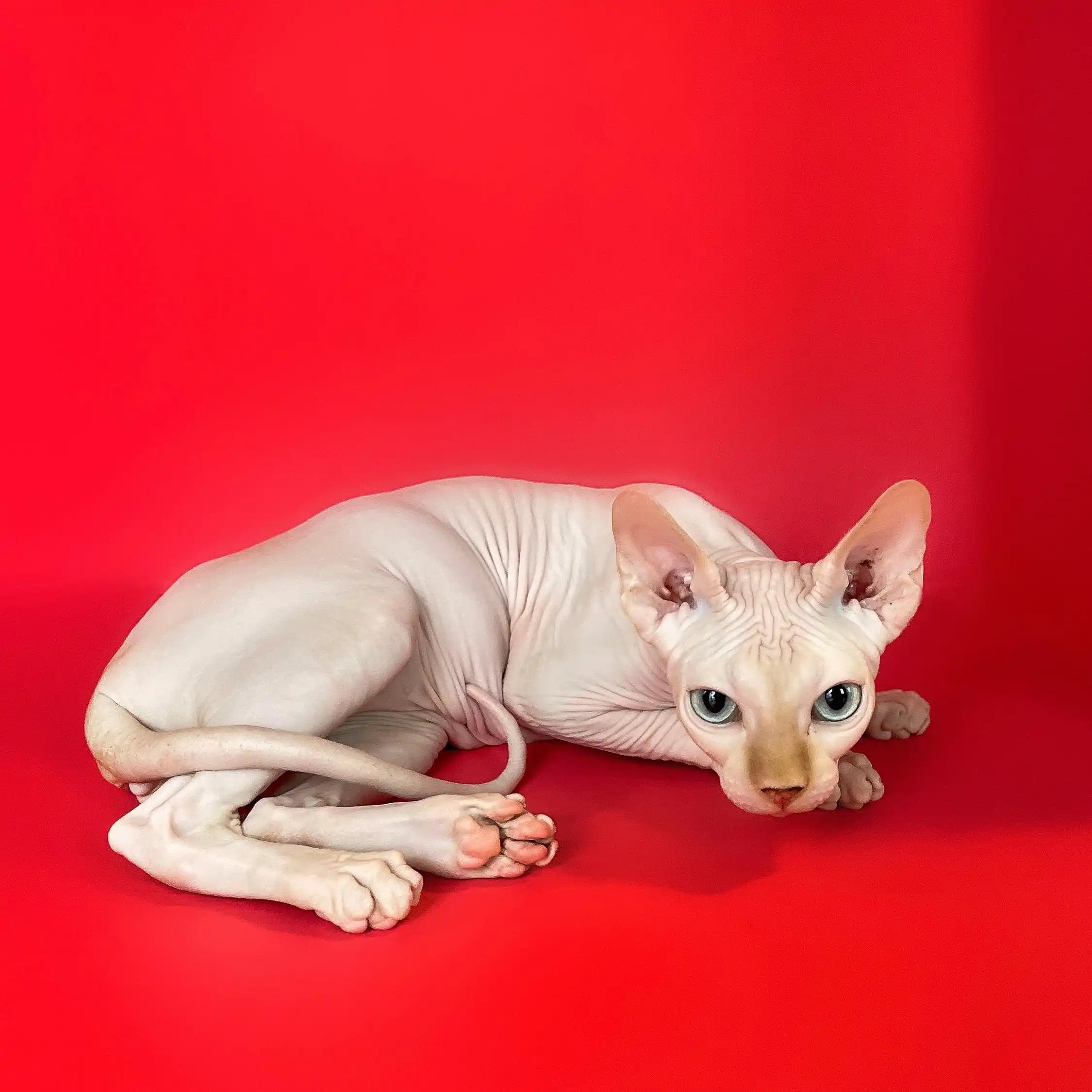 Sphynx Cats for Sale | Kittens For Oswaldo | Kitten