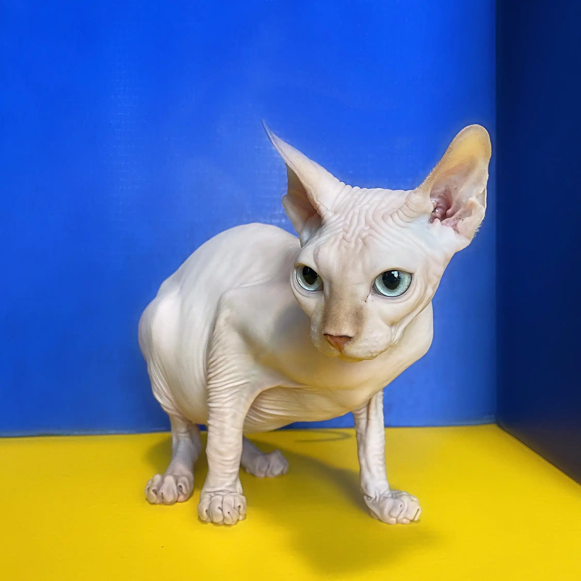 Sphynx Cats for Sale | Kittens For Oswaldo | Kitten