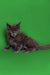 Gray long-haired Maine Coon kitten Otto sitting on a bright green background