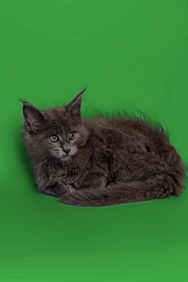 Gray long-haired Maine Coon kitten curled up and resting peacefully
