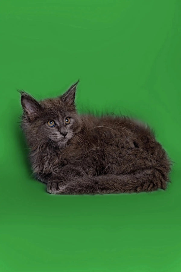Gray long-haired Maine Coon kitten Otto lounging comfortably