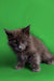 Gray fluffy Maine Coon kitten Otto with alert eyes looking playful