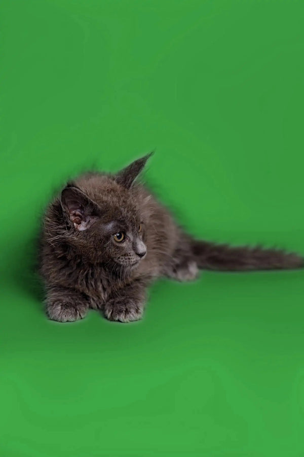 Gray fluffy Maine Coon kitten with bright eyes lounging adorably on its stomach