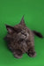 Fluffy gray Maine Coon kitten with alert eyes and pointed ears looking curious