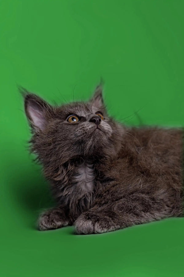 Fluffy gray Maine Coon kitten looking up with curiosity in Otto product line