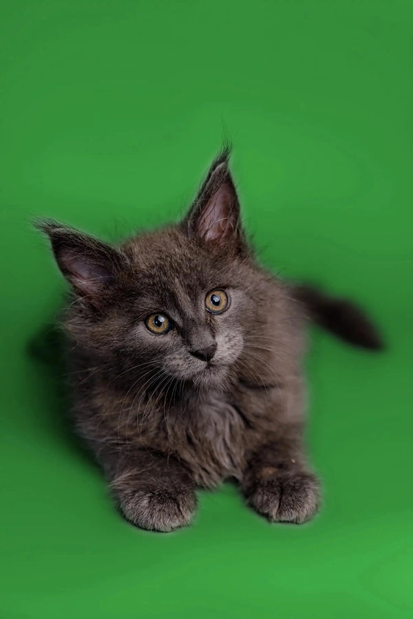 Gray Maine Coon kitten with alert eyes and pointed ears in Otto product display