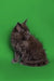 Fluffy gray Maine Coon kitten with pointed ears against a bright green backdrop