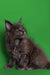 Fluffy gray Maine Coon kitten with long fur and alert expression ready for adoption