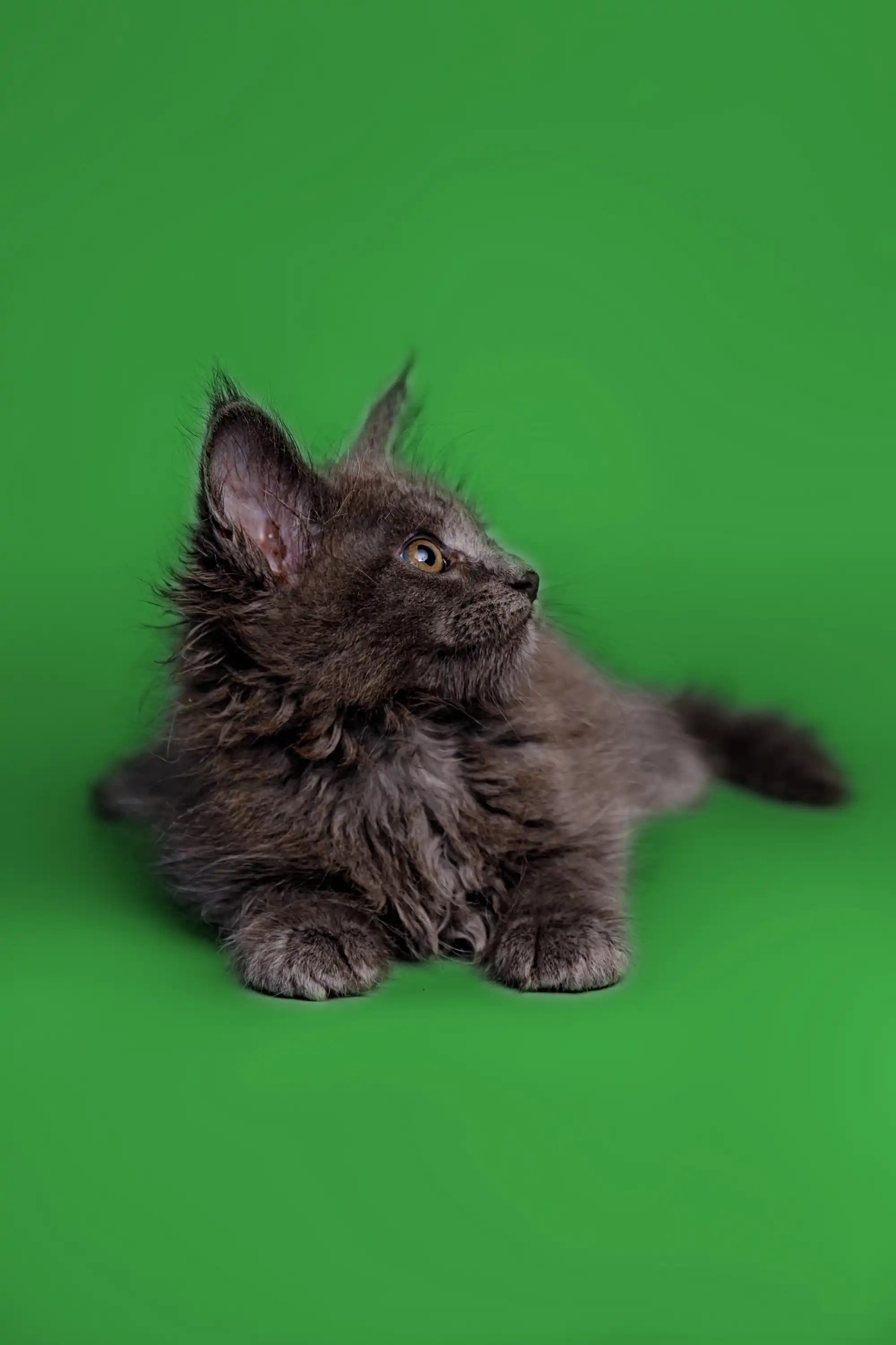 Maine Coon Kittens and Cats for Sale Otto | Kitten