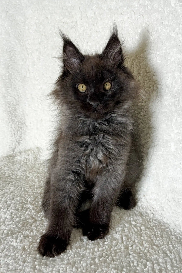 Adorable Black Maine Coon kitten in the Oven product showcasing its fluffy cuteness