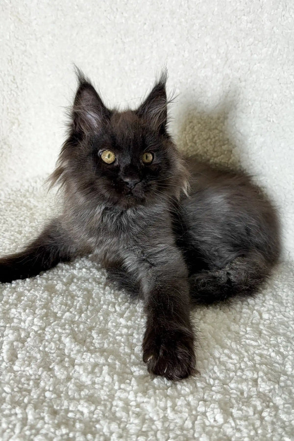 Cute Black Maine Coon kitten sitting inside the Oven Maine Coon Kitten product