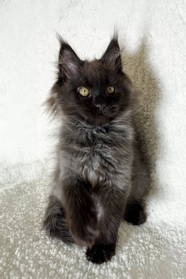 Black Maine Coon kitten cute and playful, perfect oven design for cat lovers
