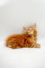 Fluffy orange Maine Coon kitten sitting and gazing upward in Owes product