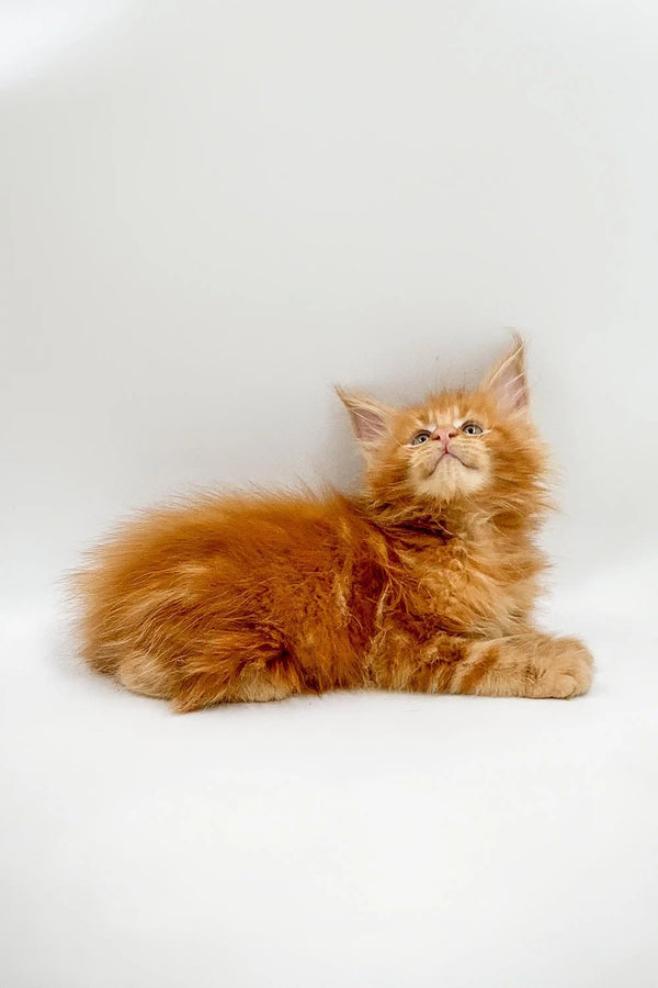 Fluffy orange Maine Coon kitten sitting and gazing upward in Owes product