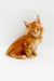 Fluffy orange Maine Coon kitten with large ears sitting upright, perfect cuddle buddy