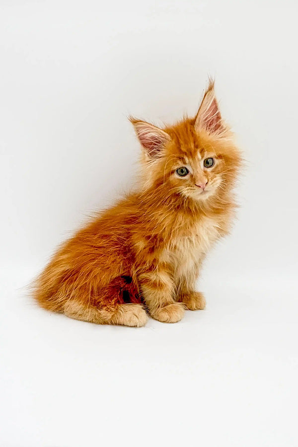 Fluffy orange Maine Coon kitten with large ears sitting upright, perfect cuddle buddy