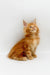 Fluffy orange Maine Coon kitten with pointed ears gazing up adorably