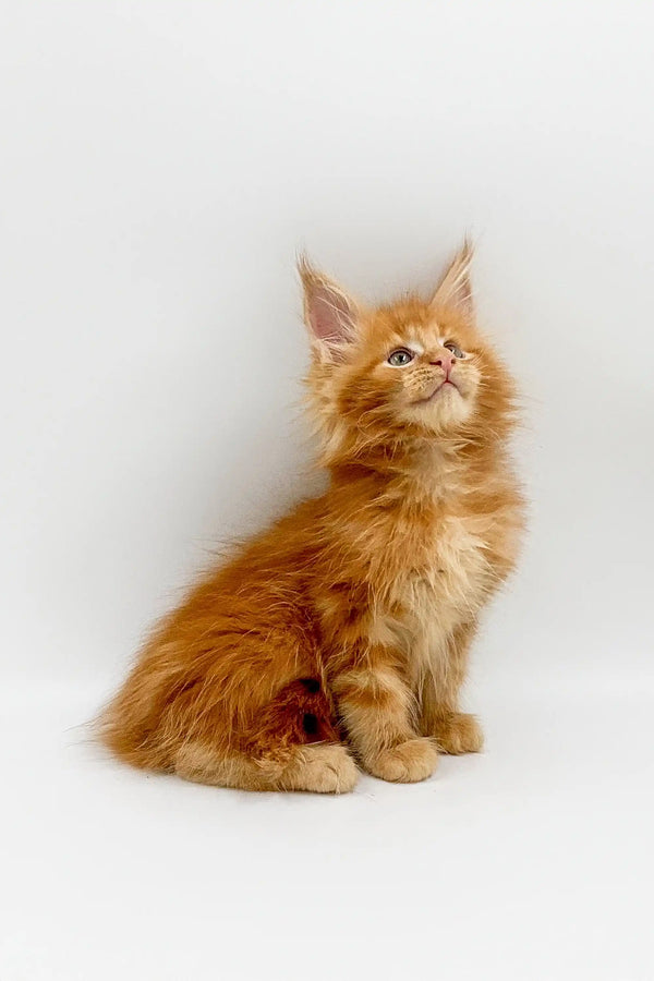 Fluffy orange Maine Coon kitten with pointed ears gazing up adorably
