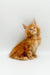 Fluffy orange Maine Coon kitten sitting upright and gazing up adorably