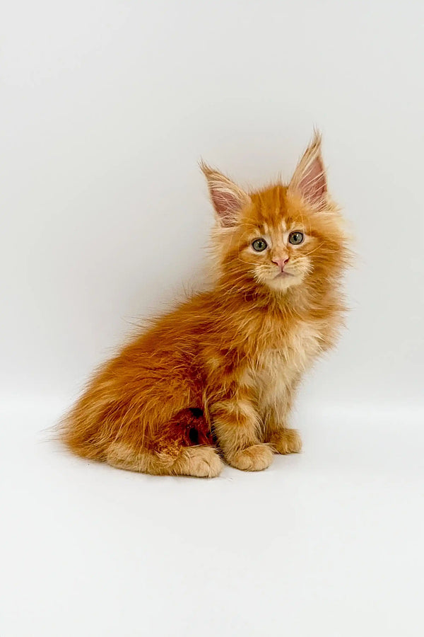 Fluffy orange Maine Coon kitten sitting upright, perfect for any Coon kitten lover