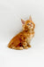 Fluffy orange Maine Coon kitten sitting upright, perfect for any cat lover