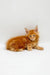 Fluffy orange Maine Coon kitten looking alert, perfect for Owes Maine Coon Kitten product