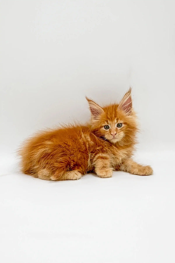 Fluffy orange Maine Coon kitten looking alert, perfect for Owes Maine Coon Kitten product