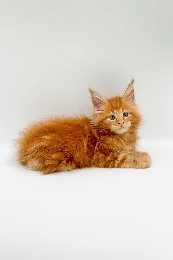 Fluffy orange Maine Coon kitten relaxing in Owes Maine Coon Kitten product