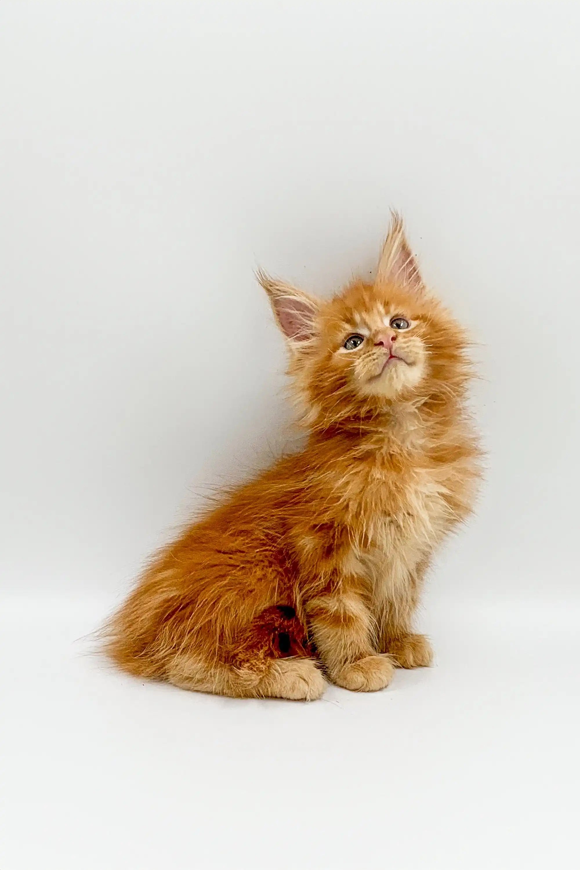 Maine Coon Kittens for Sale Owes | Kitten