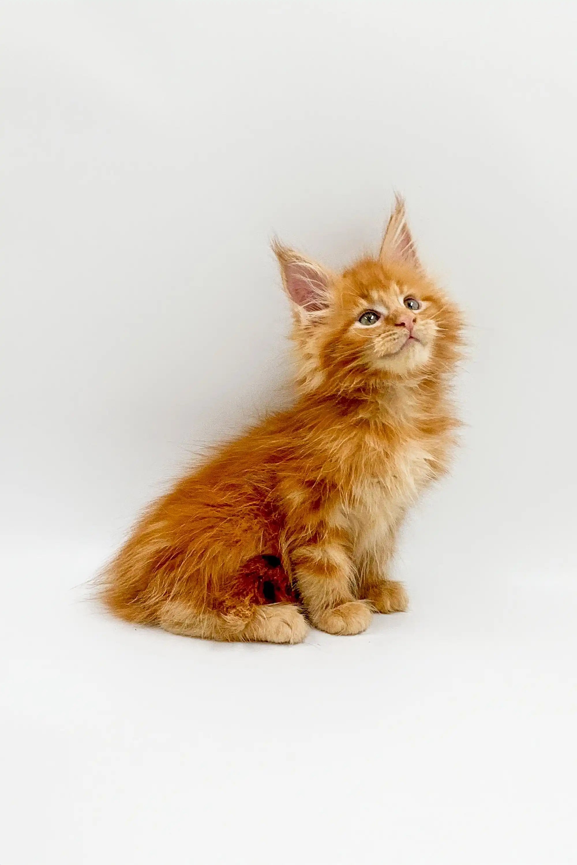 Maine Coon Kittens for Sale Owes | Kitten