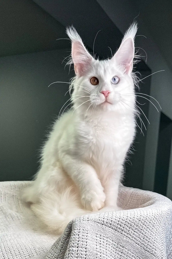 Oxford | maine coon kitten