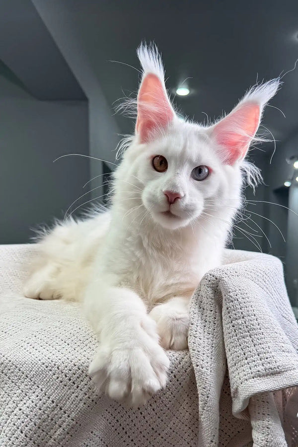 Oxford | maine coon kitten