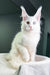 Oxford | maine coon kitten