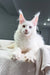 Oxford | maine coon kitten