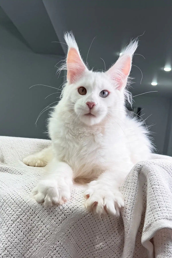 Oxford | maine coon kitten