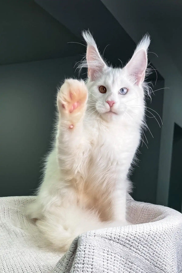Oxford | maine coon kitten