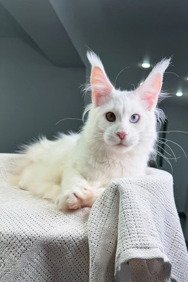 Oxford | maine coon kitten