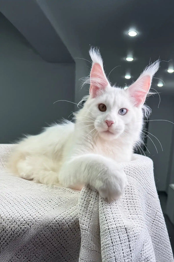 Oxford | maine coon kitten