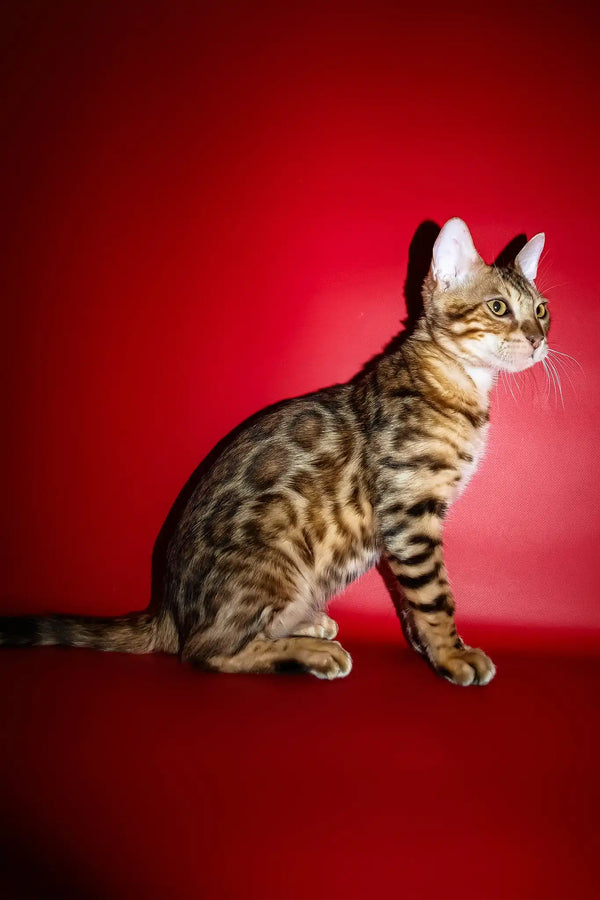 Ozzi | bengal kitten