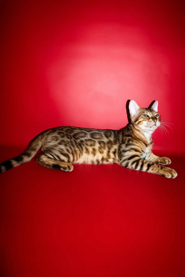 Ozzi | bengal kitten