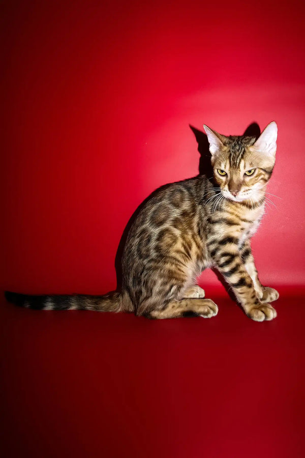 Ozzi | bengal kitten