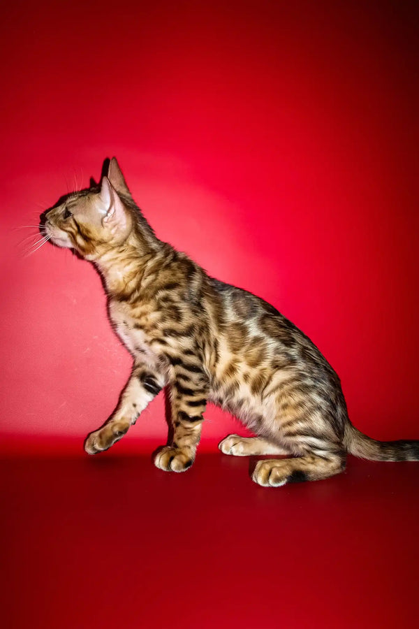 Ozzi | bengal kitten