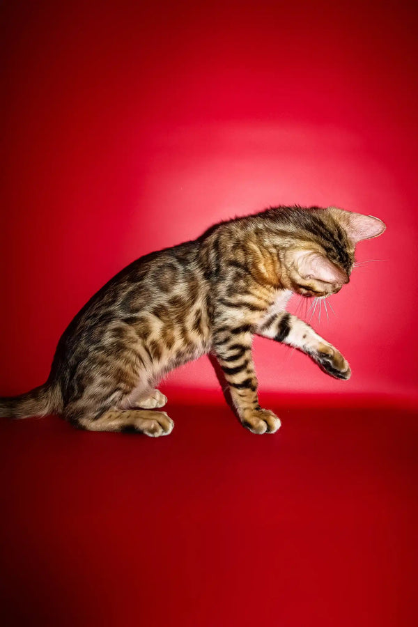 Ozzi | bengal kitten