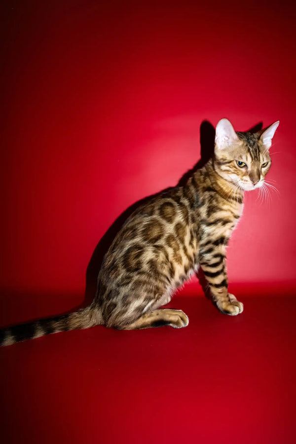 Ozzi | bengal kitten